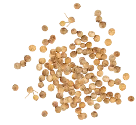 Coriander